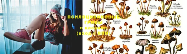 ECSTASY Михайловск